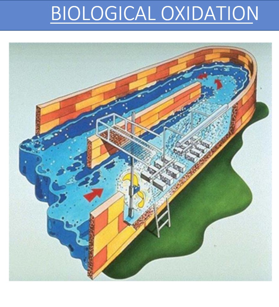 biological-oxidation